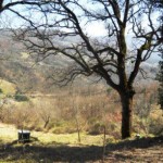 Podere Mandorli 023 vista fronte strada di accesso