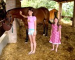 horse-tuscany