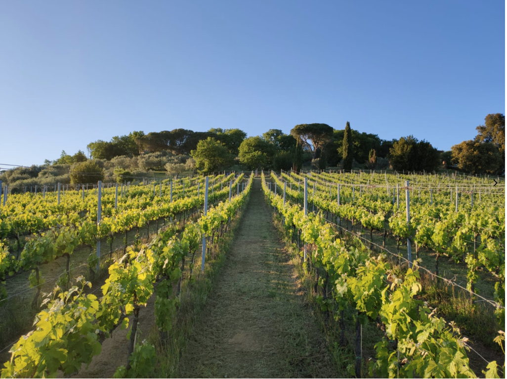 TuscanyWineYard