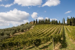 winery-tuscany